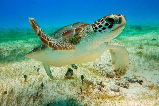 Turtle Swim & Tulum Ruins! Round Transportation from Playa del Carmen - Akumal: Snorkeling with Turtles and Lunch