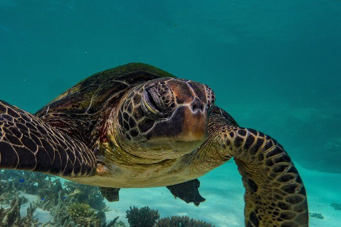 Turtle Tour - Ningaloo Reef Half Day Sea Kayak and Snorkel Tour - Frequently Asked Questions