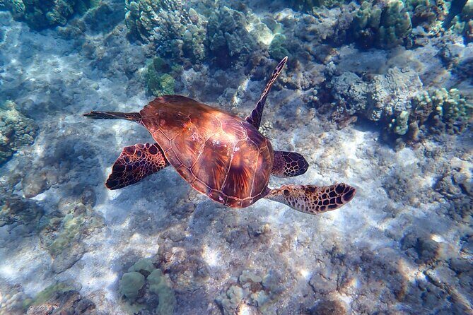 Turtle Town Beach Snorkel - Final Thoughts