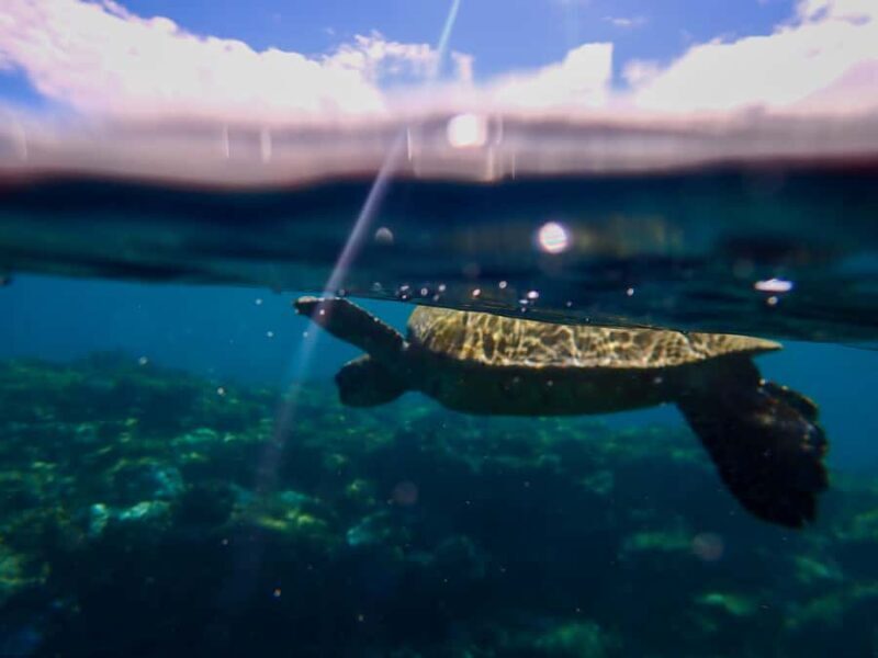 Turtle Town Clear Kayak & Snorkel Tour (7am-9:30am) - What to Expect from the Tour