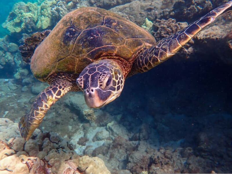 Turtle Town Clear Kayak & Snorkel Tour (7am-9:30am) - The Itinerary in Detail