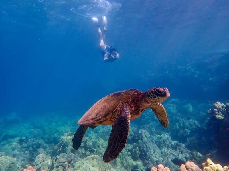 Turtle Town Clear Kayak & Snorkel Tour (7am-9:30am) - Who Will Love This Tour?