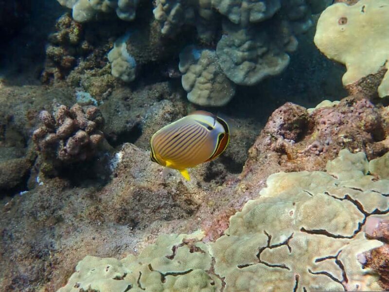 Turtle Town Clear Kayak & Snorkel Tour (7am-9:30am) - The Sum Up