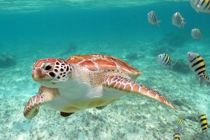 Turtles and Cenote snorkeling activity from Riviera Maya - The Itinerary in Detail