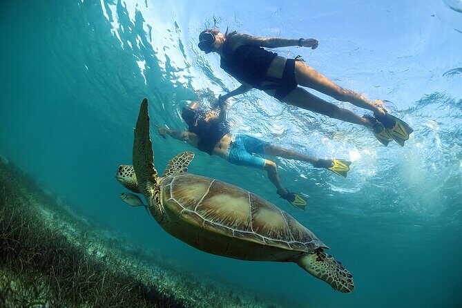 Turtles and Cenote Snorkeling Activity from Tulum - Snorkeling with Turtles: The Marine Marvel