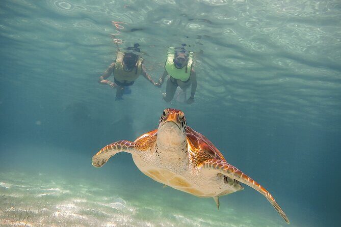 Turtles & Cenote! Half Day from Riviera Maya & Playa del Carmen - The Itinerary in Detail