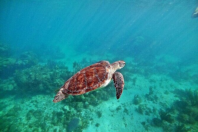 Turtles Encounter Akumal! Small group from Playa del Carmen - Final Thoughts: Is This Tour Right for You?