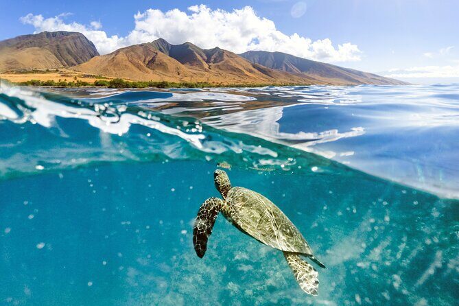 Turtles & Tacos Luxury Catamaran Snorkel - An Introduction to the Turtles & Tacos Luxury Catamaran