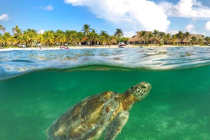Turtles & Tulum Ruins! Round Transportation from Tulum City - An In-Depth Look at the Experience