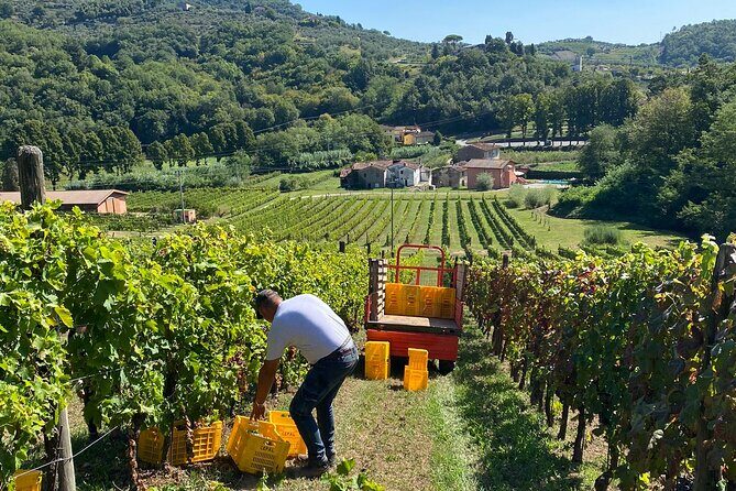 Tuscan Wine Tour in Pisa by van - FAQ