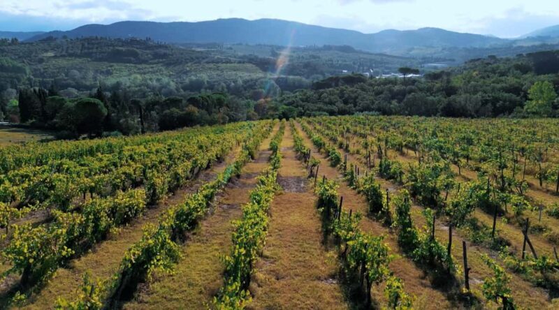 Tuscany: Immersive Winery + tasting (4 wines) - FAQ