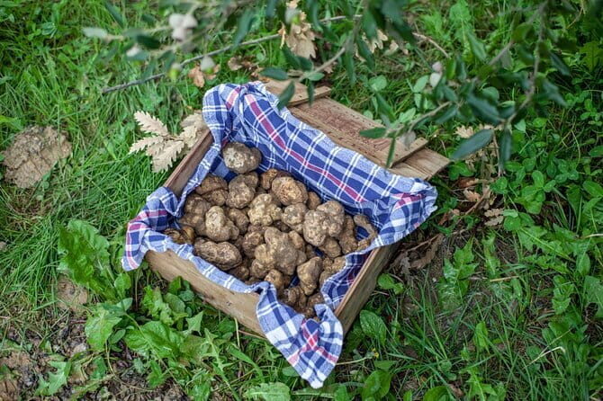 Tuscany Truffle Hunt: a 5-hour Gourmet Culinary Adventure - An In-Depth Look at the Tuscany Truffle Hunt Experience