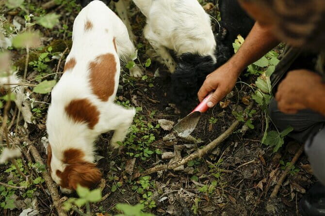 Tuscany Truffle Hunt: a 5-hour Gourmet Culinary Adventure - FAQ