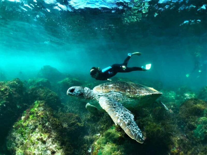 Tweed Heads: Snorkel With the Turtles - Key Points