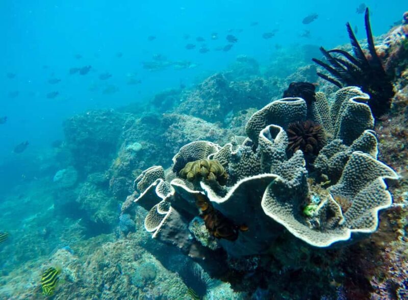 Tweed Heads: Snorkel With the Turtles - An In-Depth Look at the Tour