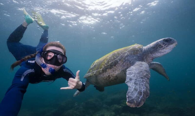 Tweed Heads: Snorkel With the Turtles - Practical Value and Who Should Consider This Tour