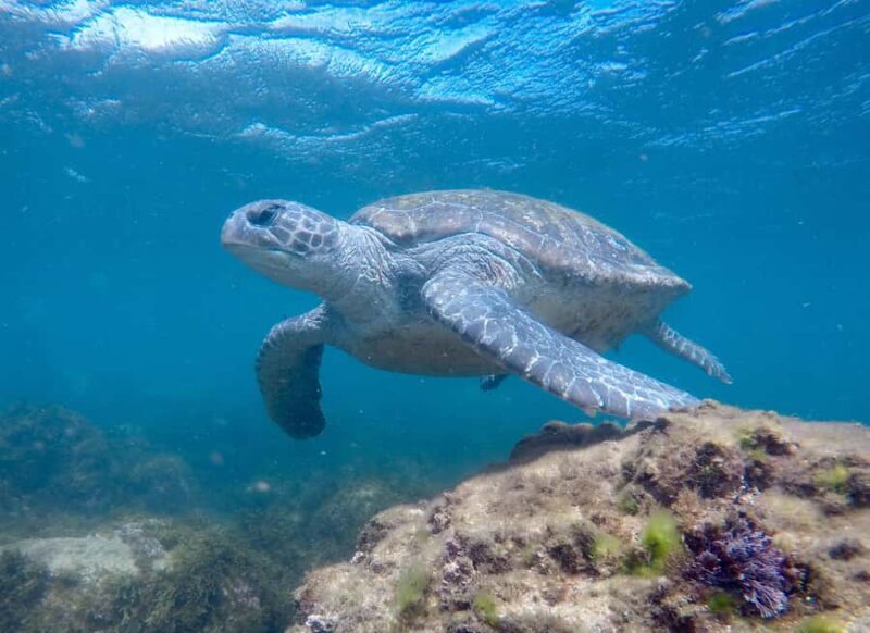Tweed Heads: Snorkel With the Turtles - FAQs