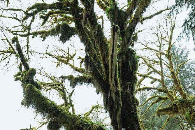 Twilight Forks Washington Tour - What to Expect from the Itinerary