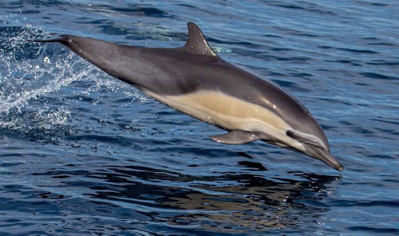 Twilight Tour with San Diego Natural History Museum Whalers - An Introduction to the Experience