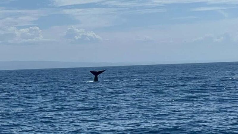 Twilight Tour with San Diego Natural History Museum Whalers - Practical Tips for Travelers