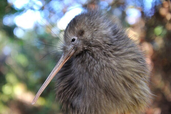 Twilight Wild Kiwi Bird Encounter Private Tour - Introducing the Twilight Wild Kiwi Bird Encounter Private Tour