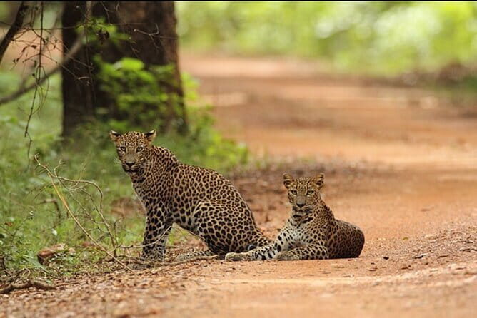 Two-Day Tour :Anuradhapura Sacred City & Wilpattu Wildlife Safari - A Deep Dive into the Anuradhapura Sacred City & Wilpattu Safari Tour
