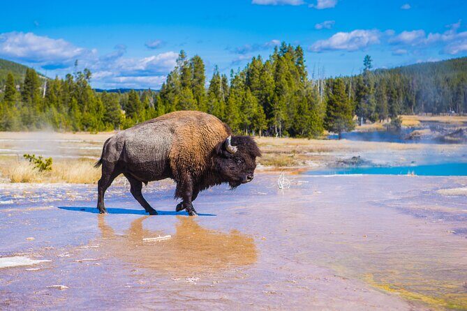 Two Day Yellowstone Tour: Upper & Lower Loop | Bozeman | PRIVATE - An In-Depth Look at the Yellowstone Private Tour