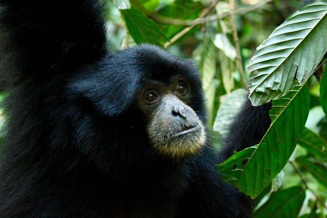 Two days orangutans adventure in Gunung Leuser - Day Two: Waterfalls and Tubing