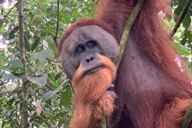 Two days orangutans adventure in Gunung Leuser - Final Thoughts: Who Should Book This Tour?