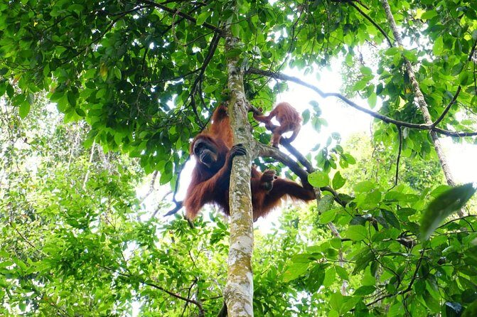 Two days orangutans adventure in Gunung Leuser - FAQ