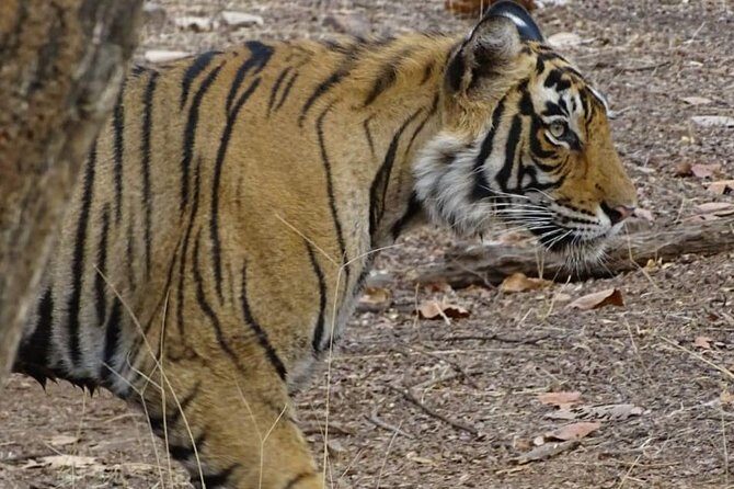 Two Days Package Jaipur Tour by Car. - Who Should Consider This Tour?