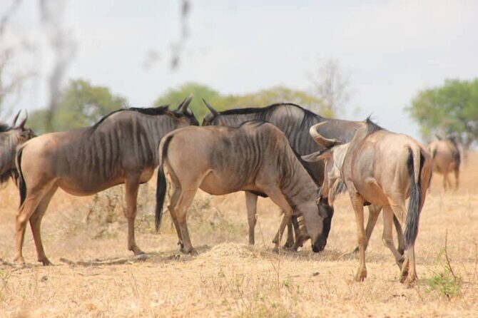 Two Days Safari by Train - Why This Safari Stands Out