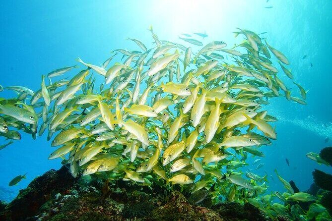 Two Dives and Class for Begginers Divers in Cancun - Key Points