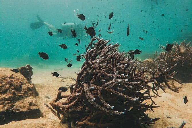 Two Fun Dives for Certified Divers in Koh Kood or Koh Rang - Introduction: What’s on Offer and What to Expect