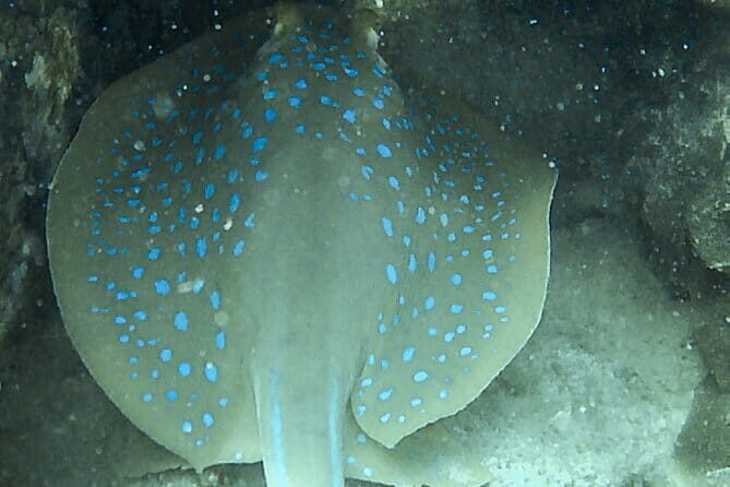 Two Fun Dives for Certified Divers in Koh Kood or Koh Rang - The Guides and Atmosphere: Friendly, Knowledgeable, and Professional
