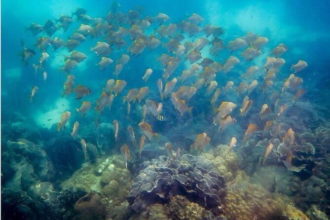 Two Fun Dives for Certified Divers in Koh Kood or Koh Rang - Frequently Asked Questions (FAQs)