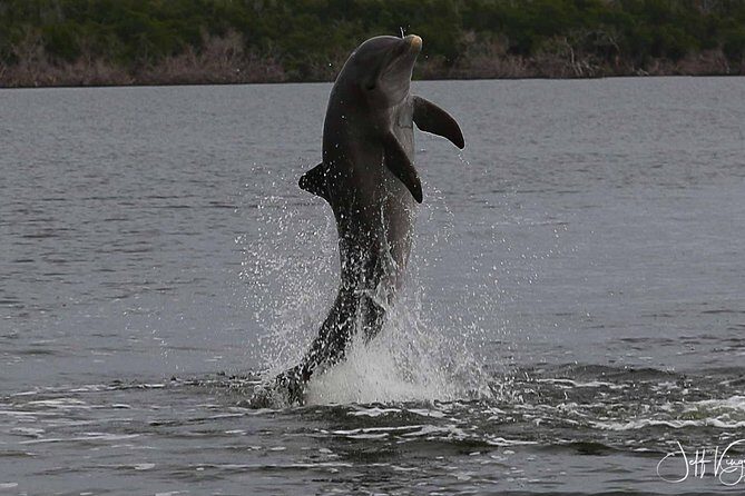 Two-Hour Everglades Dolphin, Manatee and Birding Boat Tour - The Authenticity and Overall Experience