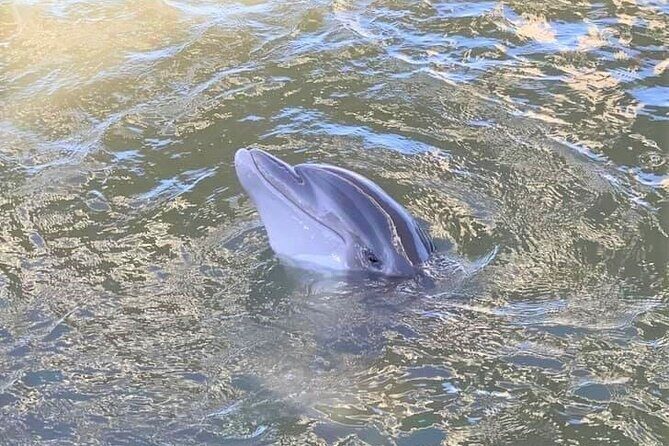 Two Hour Large Group Dolphin Tour - Practical Details and Tips