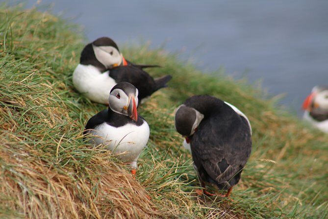 Two-In-One: Whale & Puffin Watching Tours from Reykjavik - The Sum Up