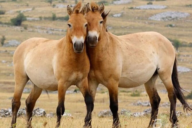 Two National Parks and Chinggis Khan Statue Complex tour at fresh air mongolia - Key Points