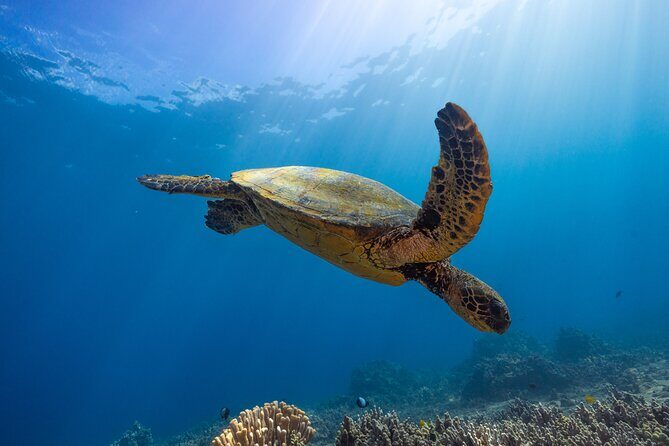 Two Site Snorkel Adventure featuring the Molokini Crater K2 - FAQs