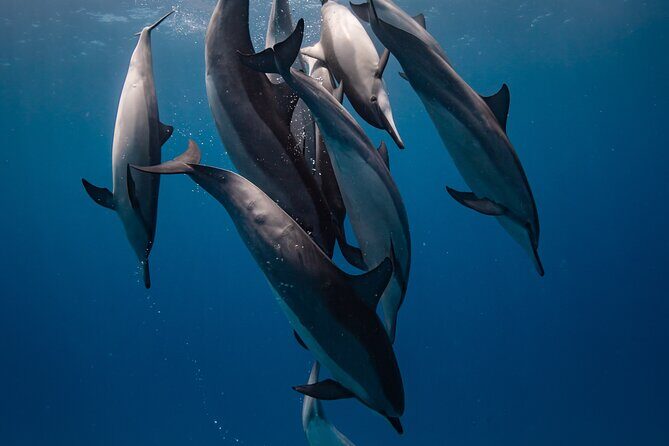 Two Tank Morning Reef Dive and Snorkel - Key Points