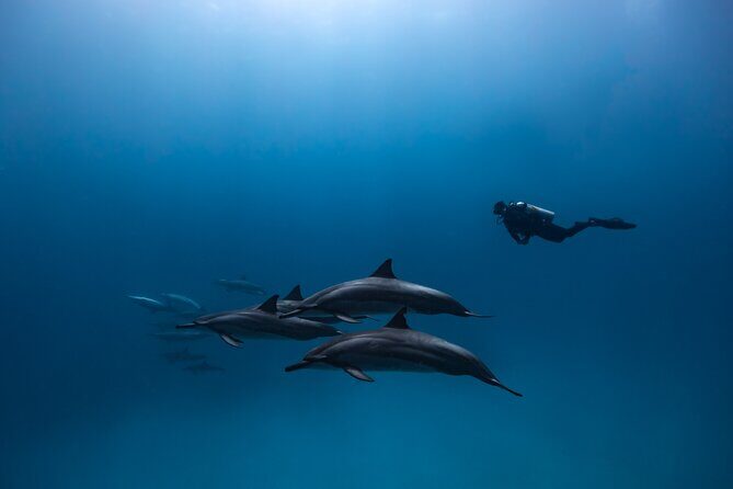 Two Tank Morning Reef Dive and Snorkel - The Value and Who It’s Best For