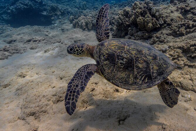 Two Tank Wreck and Drift Dive in Oahu - A Closer Look at the Experience