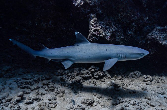 Two Tank Wreck and Drift Dive in Oahu - FAQs