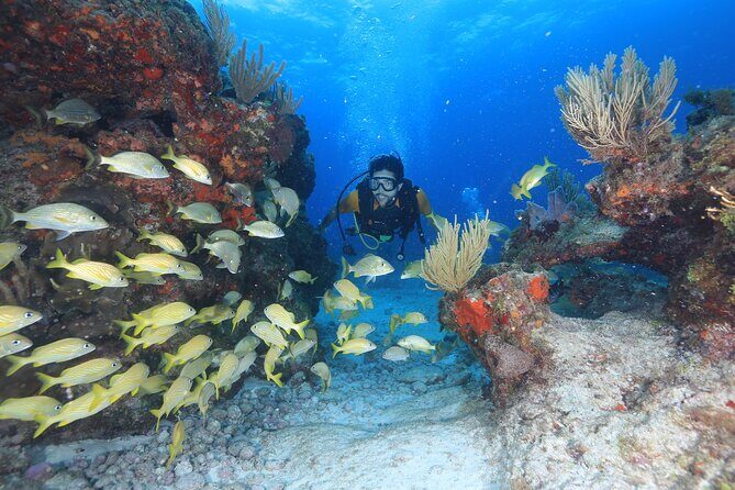 Two Tanks Scuba Diving for Beginners in Cancun - The Itinerary: What to Expect