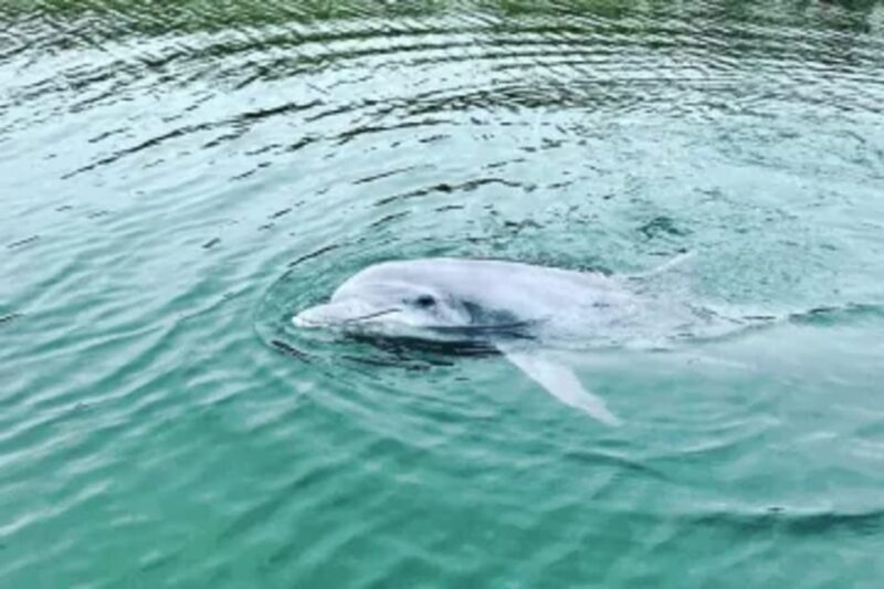 Tybee Island: Tiki Boat Sightseeing Cruise - Engaging Commentary and Local Insights