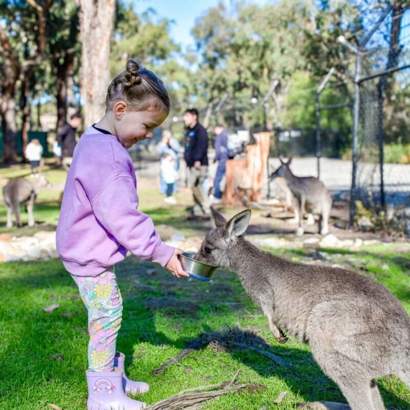 Tynong/Melbourne: Gumbuya World Theme Park Entry Ticket - An In-Depth Look at Gumbuya World