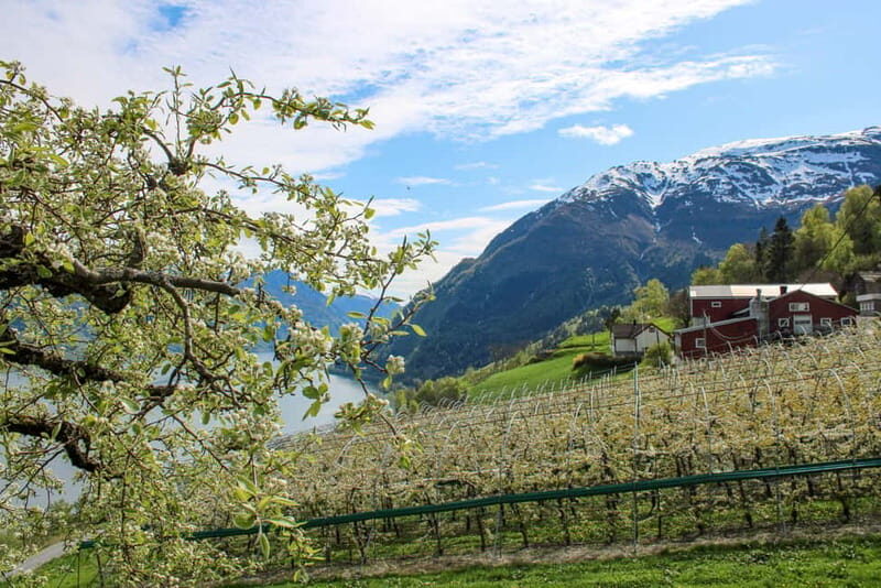 Tyssedal: Cider Tasting Tour - Key Points