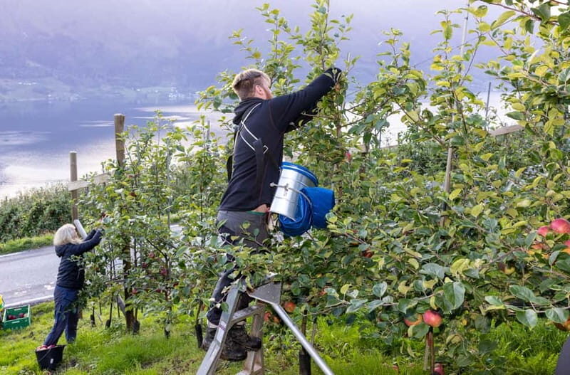 Tyssedal: Cider Tasting Tour - The Sum Up